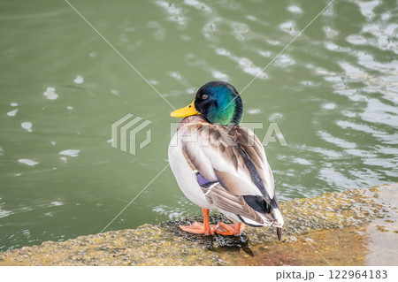 マガモ（オス）　大阪市堂島川　中之島公園 122964183