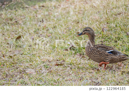 食べ物を探して川原を歩くマガモ（メス）　大阪市中之島公園 122964185