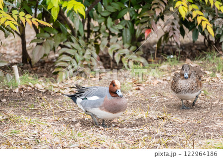 ヒドリガモ　大阪市中之島公園 122964186