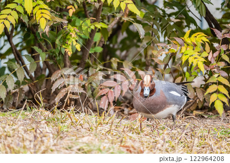 公園で食べ物を探すヒドリガモ（オス）　大阪市中之島公園 122964208