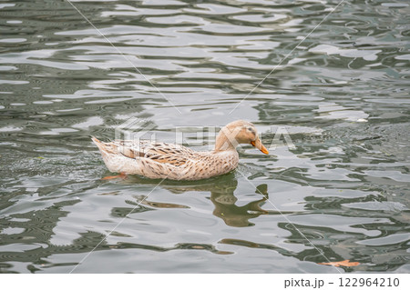 川を泳ぐアオクビアヒル（メス）　大阪市堂島川　中之島公園 122964210