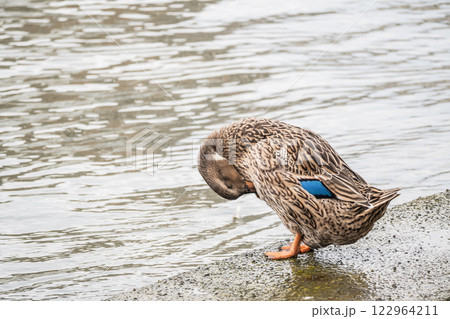 アオクビアヒル(オス) 大阪市堂島川 中之島公園 アオクビアヒル(オス) 大阪市堂島川 中之島公園 122964211