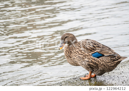 アオクビアヒル（オス）　大阪市堂島川　中之島公園 122964212