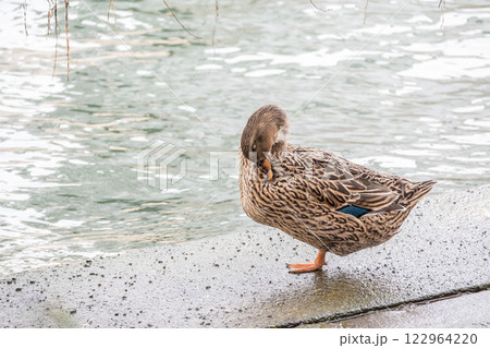 アオクビアヒル（オス）　大阪市堂島川　中之島公園 122964220