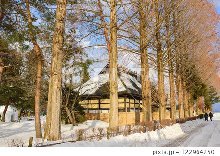 柔らかな夕日を浴びるメタセコイア並木　雄物川民家苑　秋田県　 122964250