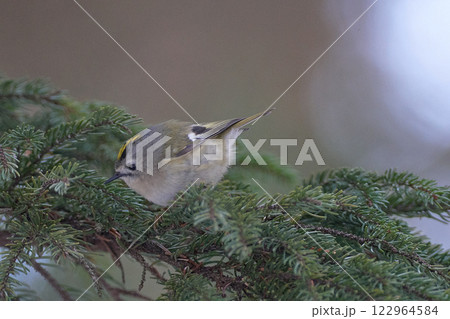 キクイタダキ　針葉樹 122964584