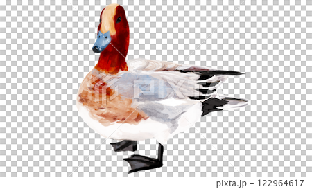 Hand drawn watercolor duck wigeon Hand drawn watercolor duck wigeon 122964617