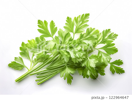 パクチーのイメージ素材 パクチーのイメージ素材 122964647