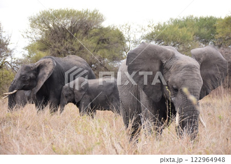 家族連れを守ろうとするアフリカゾウ 122964948