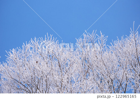 里山に降りた霜（蒜山高原） 122965165
