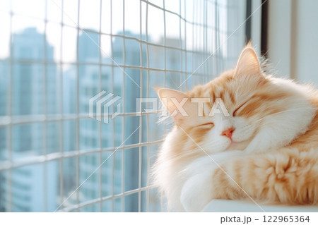 Ragdoll cat relaxing on balcony with city skyline view in bright natural light Ragdoll cat relaxing on balcony with city skyline view in bright natural light 122965364