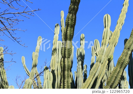 大きなサボテン 大きなサボテン 122965720