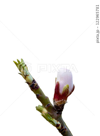 Almond tree buds isolated on white background, the almond tree blooms earlier than anyone else in Central Asia at the end of February 122965781