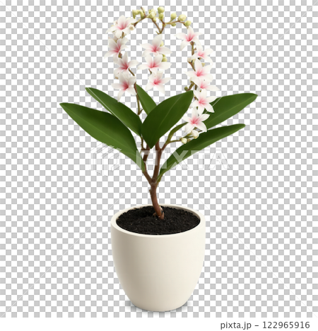 Hoya in Clay Pot (Hoya australis) A trailing hoya plant with waxy, dark green leaves and clusters of small, fragrant 122965916