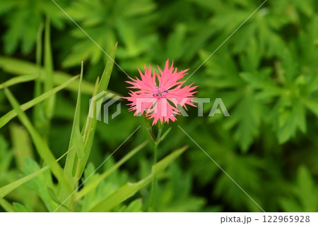 オグラセンノウ　ピンク色の花　山野草　湿地帯に咲く 122965928