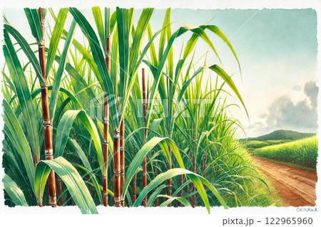 さとうきび畑 122965960