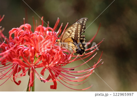ガーデニング　庭の花、 122965997