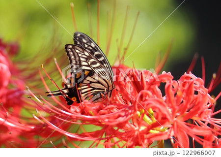 ガーデニング　庭の花、 122966007