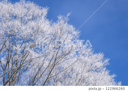 霜(蒜山高原) 霜(蒜山高原) 122966260