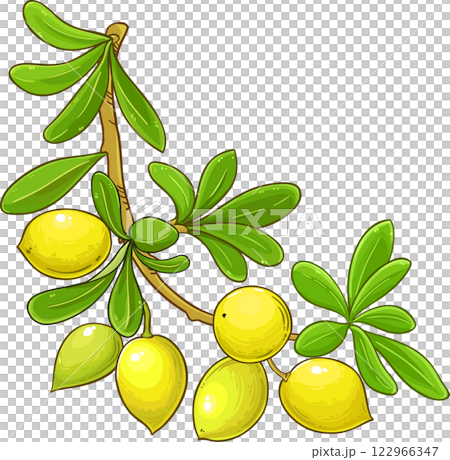 Argan Branch  Colored Detailed Illustration. 122966347