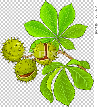 Chestnut Branch Colored Detailed Illustration 122966349