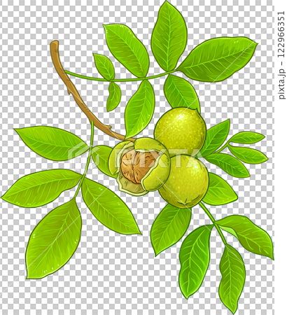 Walnut Branch  Colored Detailed Illustration 122966351