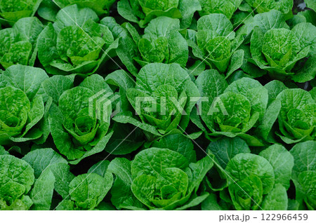 Chinese cabbage crops growing at field Chinese cabbage crops growing at field 122966459