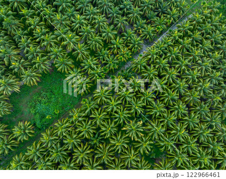 Aerial view of coconut trees field Aerial view of coconut trees field 122966461
