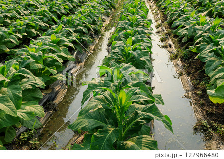 Tobacco leaf plant grow at field 122966480