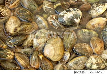 潮干狩りのあさりの砂抜きの写真 122966528