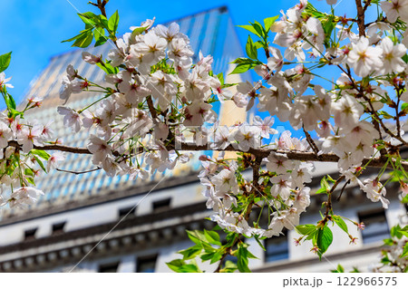 東京　中央区　日本橋室町の都市風景　三井本館と満開の桜 122966575