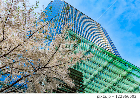 東京 中央区 日本橋室町の都市風景 日本橋室町三井タワーと満開の桜 東京 中央区 日本橋室町の都市風景 日本橋室町三井タワーと満開の桜 122966602