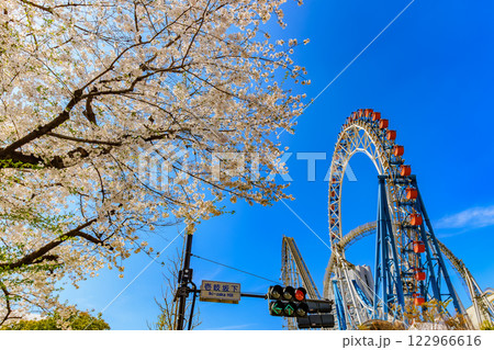 東京 文京区後楽 東京ドームシティと満開の桜 東京 文京区後楽 東京ドームシティと満開の桜 122966616
