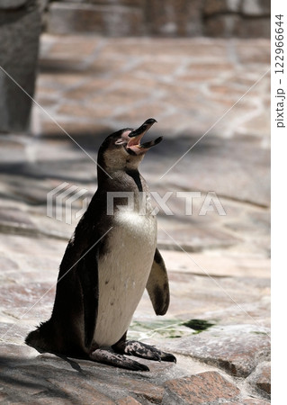 空に向かって鳴くフンボルトペンギンの子供 122966644