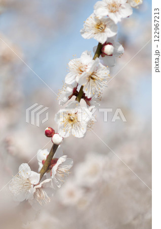 白い梅の花 3 白い梅の花 3 122967213