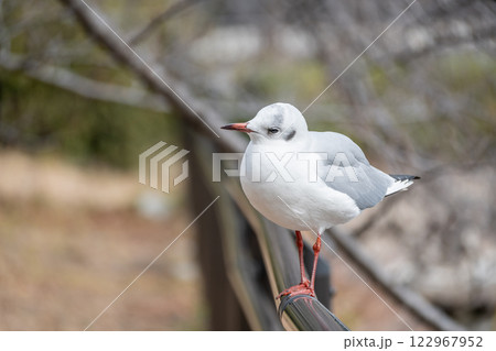 ユリカモメ 大阪城公園 ユリカモメ 大阪城公園 122967952