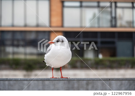 土佐堀川のユリカモメ　大阪市中之島公園 122967956