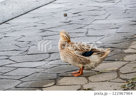アオクビアヒル（メス）　大阪市堂島川　中之島公園 122967964