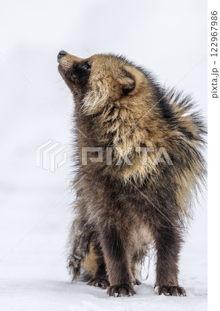 北海道千歳市、雪の上を散歩する高齢のエゾタヌキ【2月】 122967986