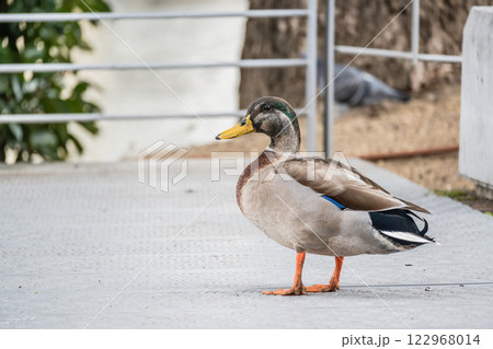 マルガモ(オス) 大阪市中之島公園 マルガモ(オス) 大阪市中之島公園 122968014