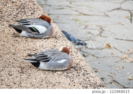 川岸で居眠りするヒドリガモ　大阪市土佐堀川　中之島公園 122968015