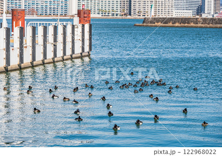 冬の琵琶湖大津港に浮かぶ水鳥 122968022