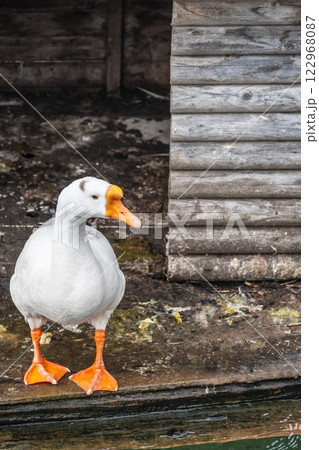 ガチョウ　琵琶湖大津港 122968087