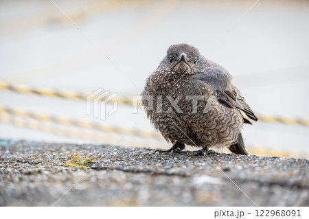 イソヒヨドリ(メス) 大津市琵琶湖岸 イソヒヨドリ(メス) 大津市琵琶湖岸 122968091