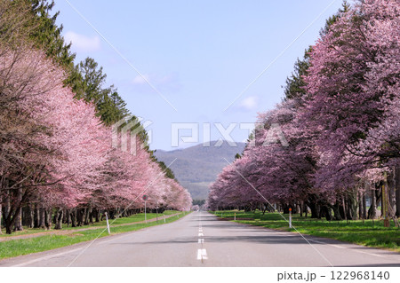 北海道新ひだか町、さくら名所100選に選ばれた二十間道路の桜並木【4月】 北海道新ひだか町、さくら名所100選に選ばれた二十間道路の桜並木【4月】 122968140