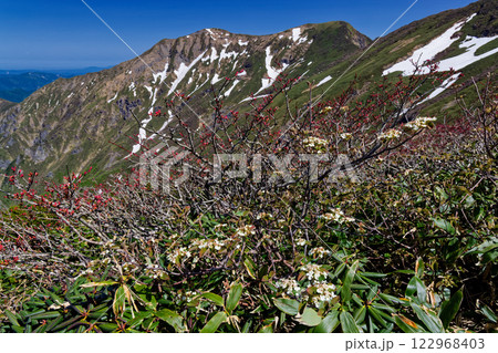 初夏の谷川連峰縦走路から見る残雪の一ノ倉岳・茂倉岳 初夏の谷川連峰縦走路から見る残雪の一ノ倉岳・茂倉岳 122968403