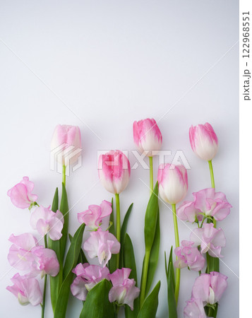 白背景とピンクのチューリップの花 122968551