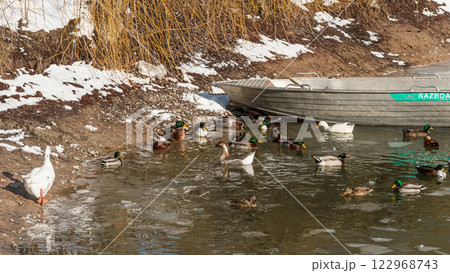 The scenic views of birds, ducks and geese at the lake. High quality photo 122968743