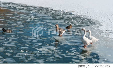 The scenic views of birds, ducks and geese at the lake. High quality photo The scenic views of birds, ducks and geese at the lake. High quality photo 122968765