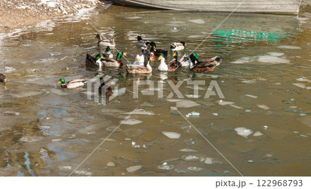 The scenic views of birds, ducks and geese at the lake. High quality photo 122968793